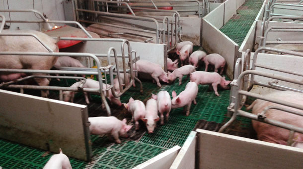 Open farrowing pens so the piglets can go from one to the other.