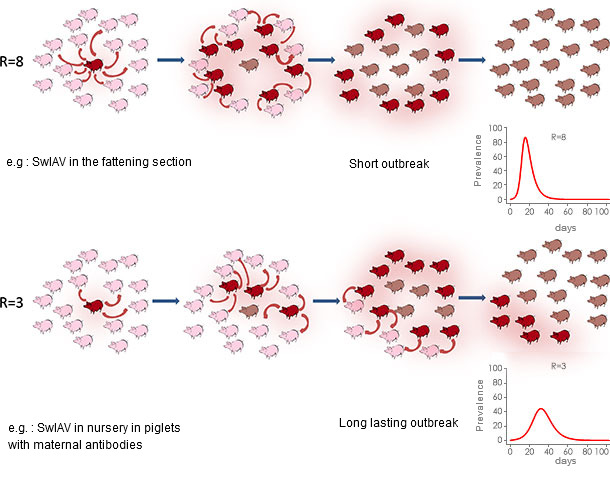 Reproduction ratio in epidemic or endemic context