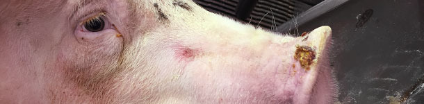 0.5 to 1.5 cm of diameter vesicles in finishing pig snouts