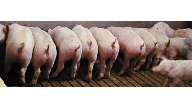 Post-weaning E. coli immunity