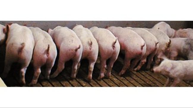 Post-weaning E. coli immunity