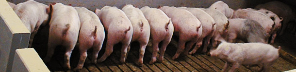 Post-weaning E. coli immunity