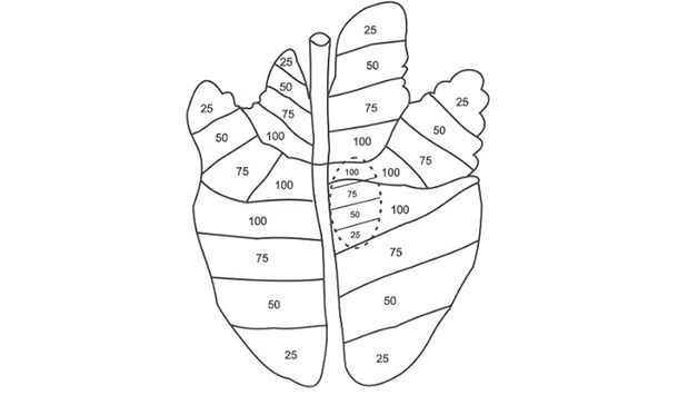 Imaginary division of the lung lobes in four equal parts