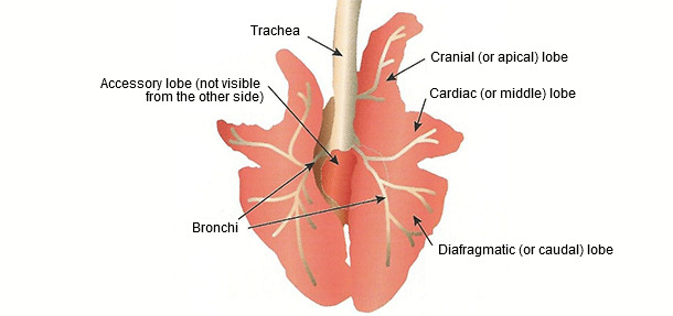 Schematic drawing of the pig lungs