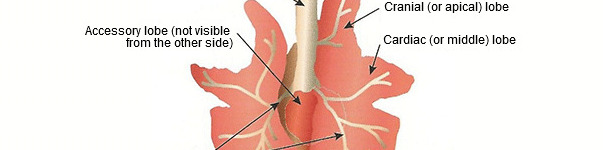Schematic drawing of the pig lungs