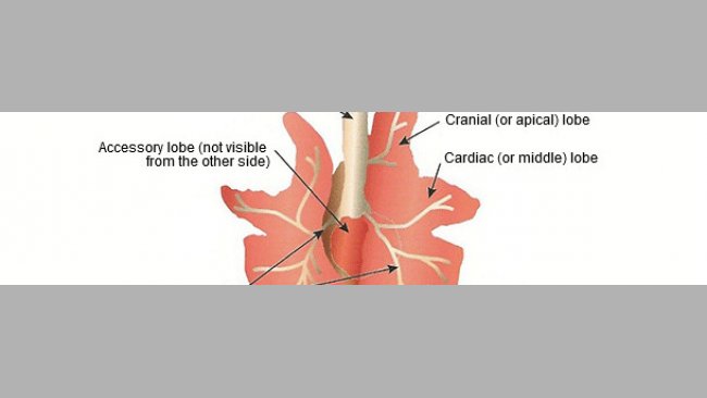 Schematic drawing of the pig lungs