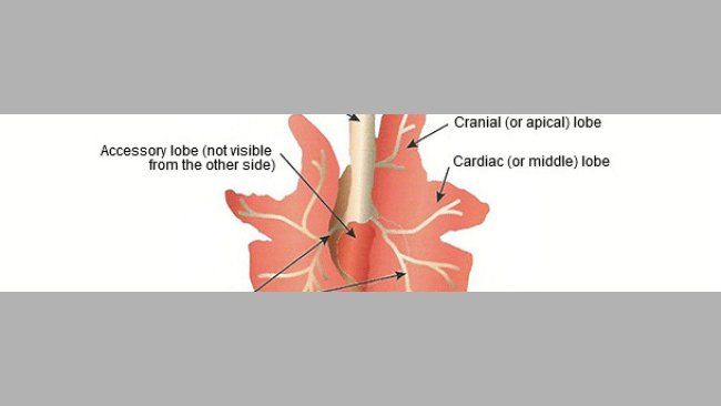 Schematic drawing of the pig lungs