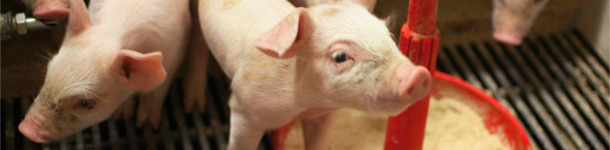 Piglets on a milk replacer diet