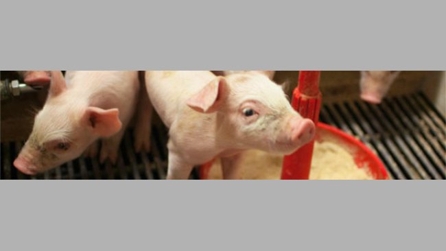 Piglets on a milk replacer diet
