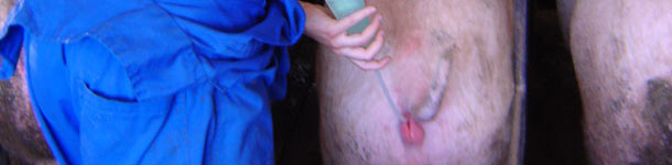 Artificial insemination in a sow