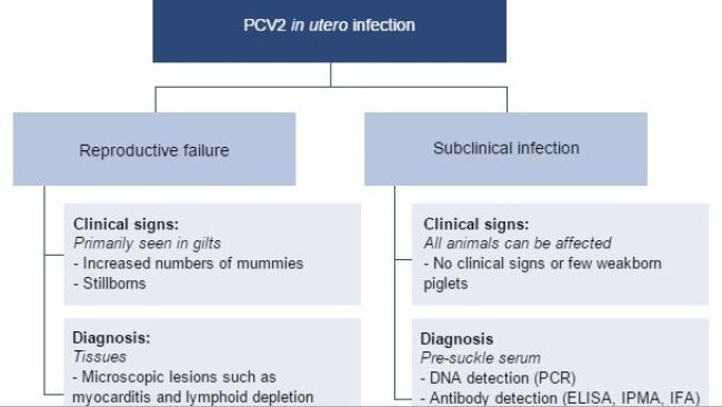 Effects of PCV2 in utero infection