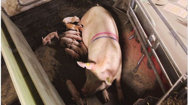 SWAP system in the sow-stall-free period. Courtesy of Christian Fink Hansen