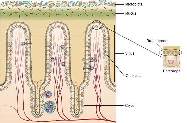 Estructura de la mucosa del intestino delgado
