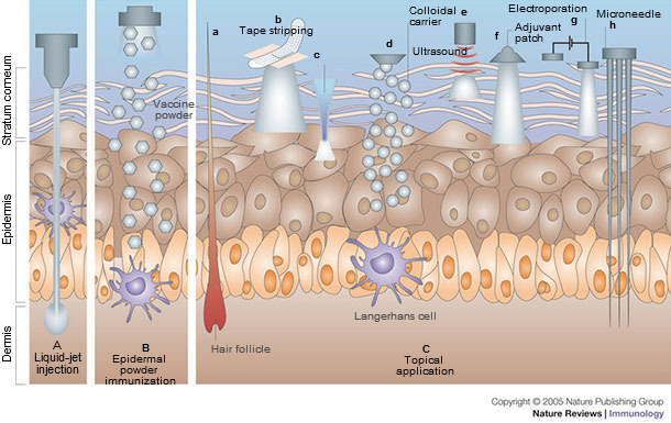 Immunization by cutaneous routes.