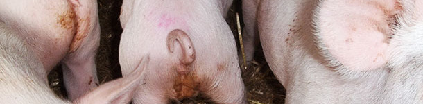 Diarrhoea caused by Salmonella typhimurium in 5-week-old pigs