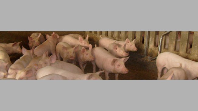 Enzootic pneumonia risk factors in fattening pigs