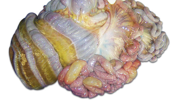 Oedema in the mesocolon and mesenterium