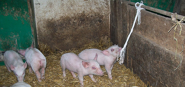 Viraemic pigs are usually found in hospital pens.