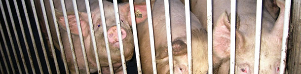 Health protocols for replacements