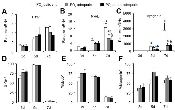 Dietary phosphate treatment effects on genes governing satellite cell proliferation (Pax7) and differenation