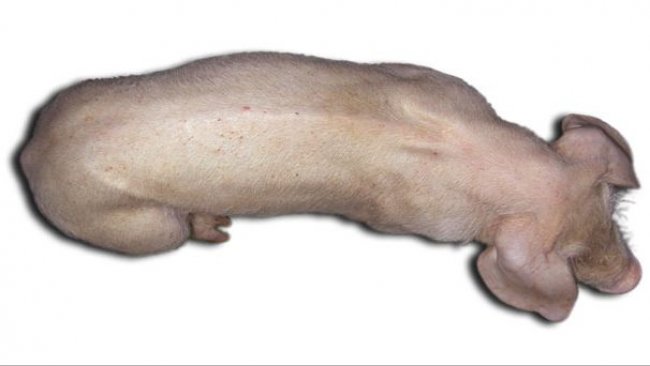 Three months pigs with PCV2-SD. Note the marked spine, indicative of growth retardation, and body pallor