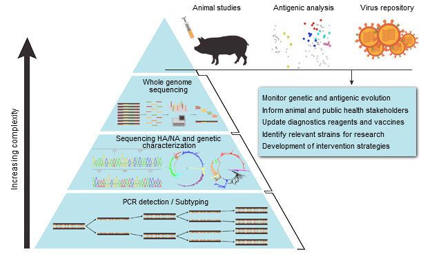 Surveillance of Influenza in Swine