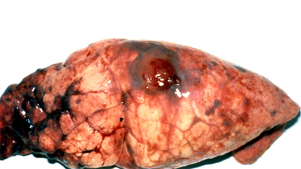 Chronic core lesion typical of Acpp – the haemorrhagic and necrotic lung lesion is overlain with pleural tags