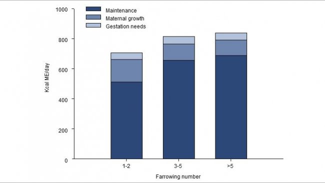 Distribution of the energy needs (ME, kcal / day) during the last 2.5 months of gestation for a young, adult or old sow.