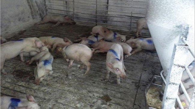 Afected pigs