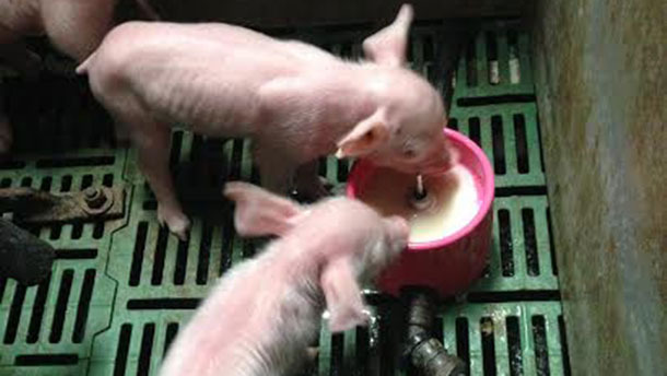 Piglets given a milk supplement