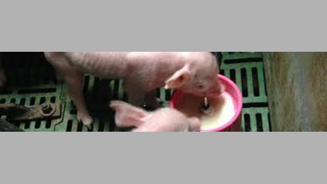 Piglets given a milk supplement