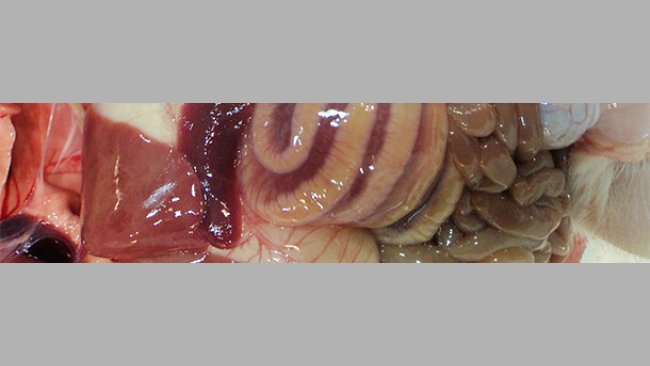 Mesocolonic edema is the classic macroscopic lesion observed in cases of CDI