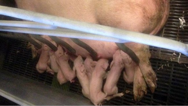 Sow and its recently farrowed piglets