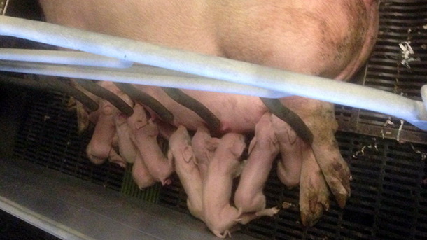 Sow and its recently farrowed piglets