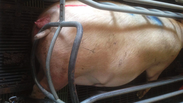 Sow recently introduced in the farrowing unit