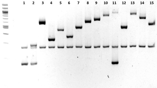 Characterization of Haemophilus parasuis serotypes