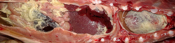 Fibrinous polyserositis in a nursery piglet