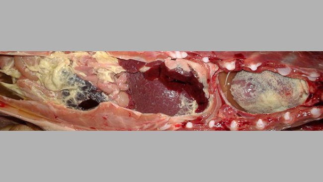 Fibrinous polyserositis in a nursery piglet