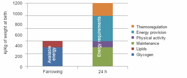 Energy availability at birth and energy requirements of a 24-hour old piglet.