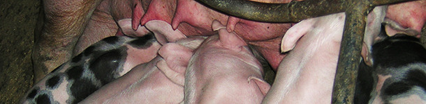 Piglets in the farrowing room