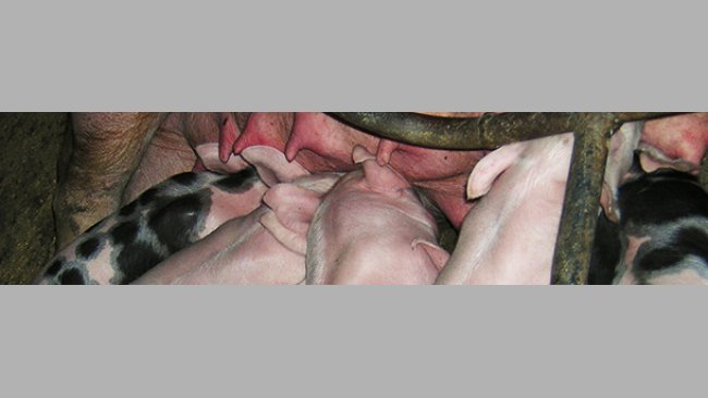 Piglets in the farrowing room