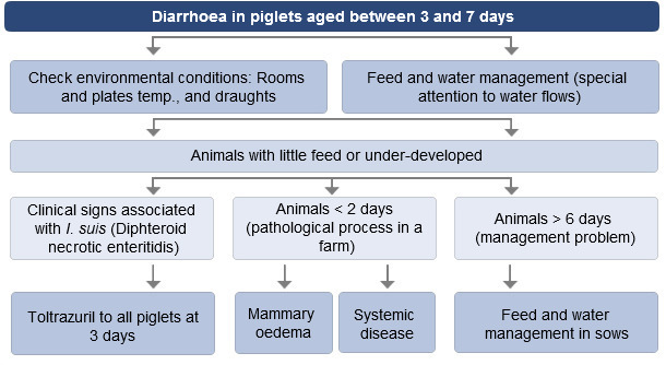 Decision making process when faced with diarrhoea in piglets aged between 3 and 7 days.