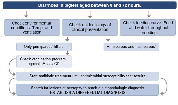 Decision making process when faced with diarrhoea in up to 72-hour-old  piglets.