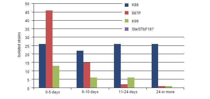 E. coli strains isolated in the field in piglets of different ages from unvaccinated sows.