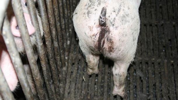 Piglet with diarrhoea