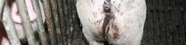 Piglet with diarrhoea