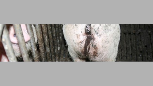 Piglet with diarrhoea