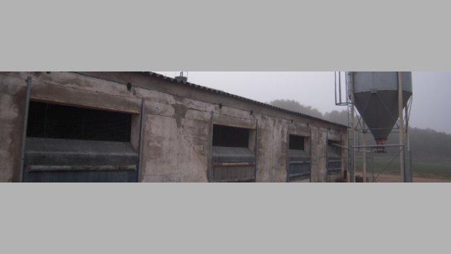 A pig farm