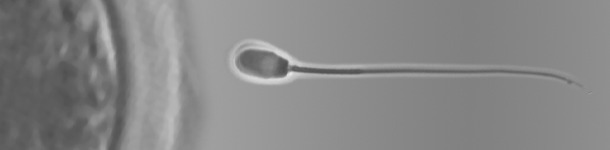 New section on pig reproduction 1