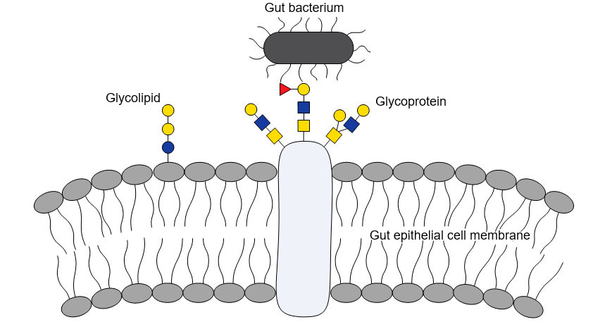 Bacterial-glycan interactions are important to bacterial colonization of the gut, as bacterial molecules adhere to specific glycans on host cells